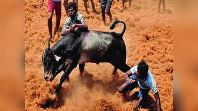 மீண்டும் சூடு பிடிக்கும் ஜல்லிக்கட்டு: உச்ச நீதிமன்றத்தில் தமிழக அரசு பதில்!