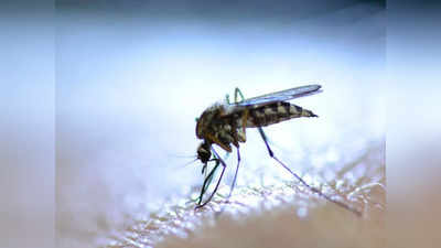 Delhi Dengue Cases: दिल्ली मे डेंगू से मौतों की तादाद बढ़ी, एक हफ्ते में डेंगू के 6 मरीजों ने तोड़ा दम