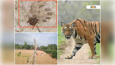 বসতবাড়ি-ক্ষেতে ঘুরছে বাঘ! ঘুম উড়ছে গ্রামবাসীদের