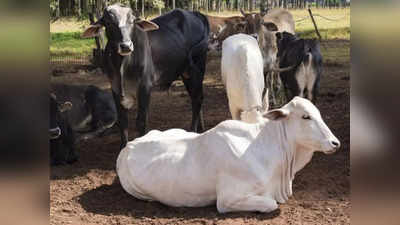 किसान ने पुलिस से की शिकायत, बोला- चारा खिलाने के बाद भी गाय नहीं दे रही दूध