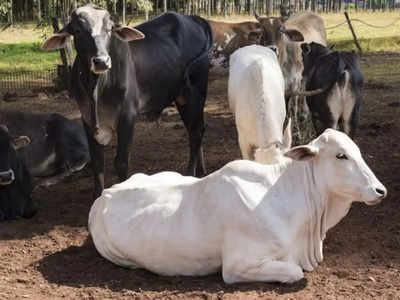 किसान ने पुलिस से की शिकायत, बोला- चारा खिलाने के बाद भी गाय नहीं दे रही दूध
