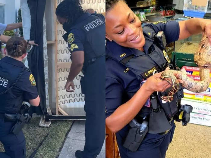 5 foot snake hides in new sofa women police officers rescued
