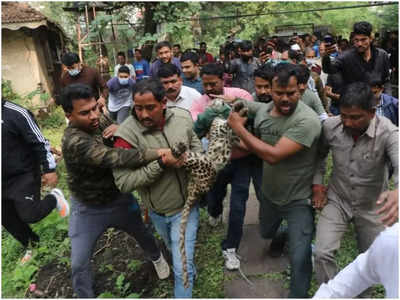 Indore News: छह दिन बाद पकड़ाया चिड़ियाघर से भागा तेंदुआ, वन विभाग के दफ्तर के पास मिला