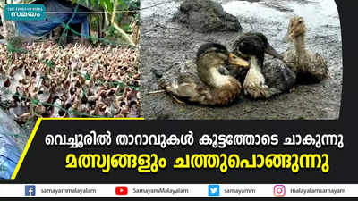 വെച്ചൂരില്‍ താറാവുകള്‍ കൂട്ടത്തോടെ ചാകുന്നു   മത്സ്യങ്ങളും ചത്തുപൊങ്ങുന്നു