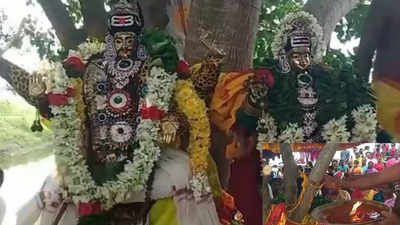 ஒமைக்ரான் வைரஸை தடுக்க வேப்ப மரத்திற்கு திருமணம்… வேலூரில் நூதன வழிபாடு - வீடியோ