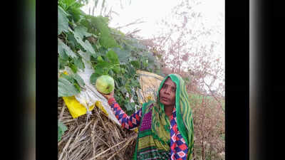 Organic Farming In Hamirpur: वैज्ञानिकों की सलाह पर शुरू की जैविक खेती, बीहर की महिला ने लहलहाई अरमानों की फसल