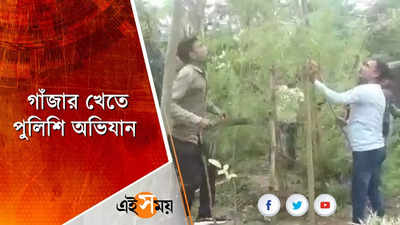 গাঁজার ক্ষেতে পুলিশি অভিযান