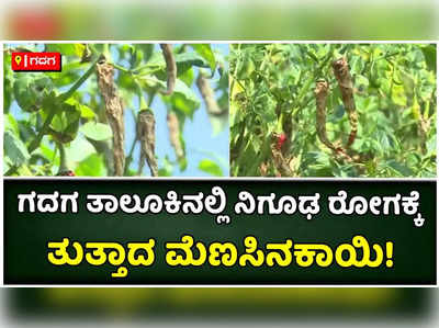 ಗದಗ ತಾಲೂಕಿನ ಮುಳಗುಂದ ಗ್ರಾಮದ ವ್ಯಾಪ್ತಿಯ ಮೆಣಸಿನಕಾಯಿ ಗಿಡಗಳಿಗೆ ನಿಗೂಢ ರೋಗ!