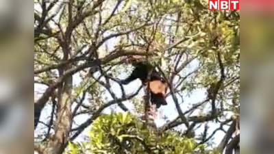 Bihar News : कोर्ट परिसर में 40 फीट ऊंचे पेड़ पर चढ़ गई युवती, बचाने गए युवकों को दांत से काटा और फिर...