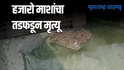 Ahmednagar : प्रवरा नदीच्या पाण्यावर हजारो मृत माशांचा खच