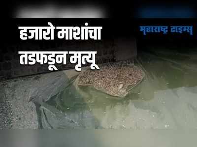 Ahmednagar : प्रवरा नदीच्या पाण्यावर हजारो मृत माशांचा खच