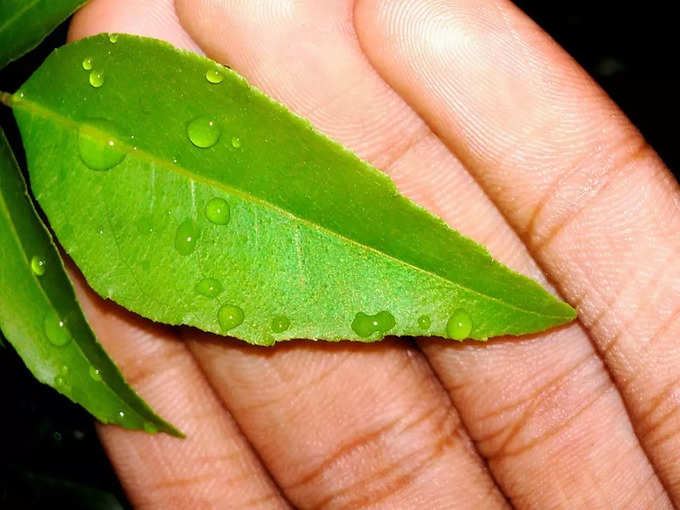 ಬೇವಿನ ಎಲೆಗಳು