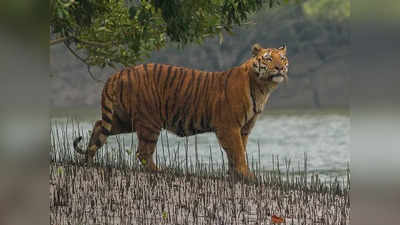 ফের বাঘের হামলায় জখম মৎস্যজীবী