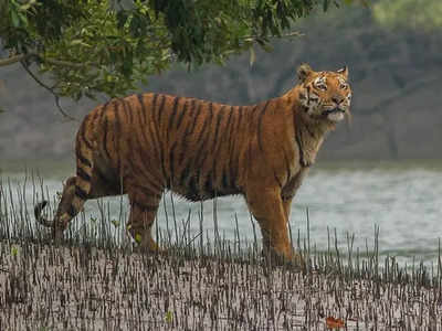 ফের বাঘের হামলায় জখম মৎস্যজীবী