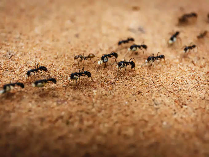 Ants extra