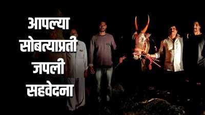 Jalgaon : लाडक्या सर्जाराजाचा वाढदिवस साजरा करत शेतकर्‍याने जपली कृतज्ञता