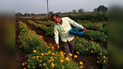 स्पेशल रिपोर्टः उच्चशिक्षित तरुणाने फुलवला मळा; नोकरीच्या मागे न लागता घरली आधुनिक शेतीची कास