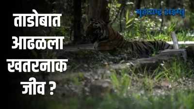 Chandrapur : ताडोबात खतरनाक जीव? काय आहे सत्य?