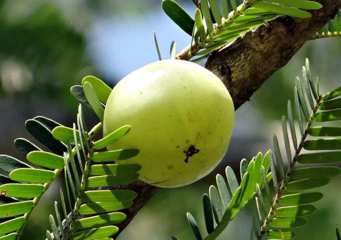 ​জ্বর-সর্দি হলে খাবেন না