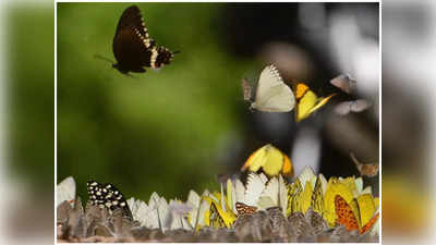Ghaziabad News: लखनऊ के बाद अब गाजियाबाद में बनेगा प्रदेश का दूसरा तितली पार्क, जानिए आखिर कैसे मंडराएंगी यहां तितलियां