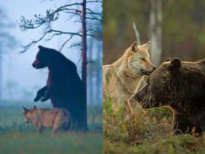 नर भालू और मादा भेड़िए के बीच हुई दोस्ती, कई दिनों तक दोनों एकसाथ रहे