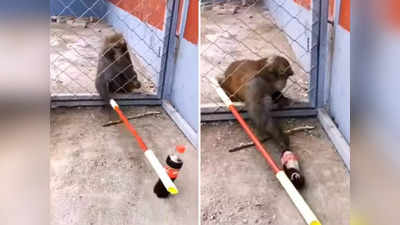 वीडियो: जब कोल्ड ड्रिंक पीने के लिए बंदर ने बैठाया देसी जुगाड़