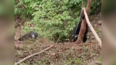 पेड़ में फंसा नन्हा भालू का पैर, 24 घंटे तक तड़पा, बचाने के लिए पास घूमती रही मां, देखें कैसे निकला