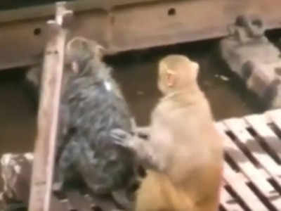 रेलवे स्टेशन पर बंदर को लगा करंट, दूसरे बंदर ने जान बचाने के लिए कमाल कर दिया