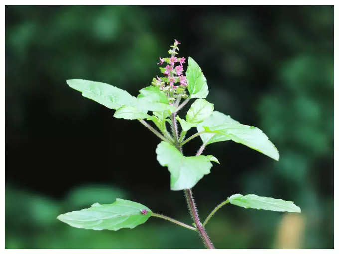 ತುಳಸಿ ಗಿಡವನ್ನು ಮನೆಯಲ್ಲಿ ನೆಡಿ