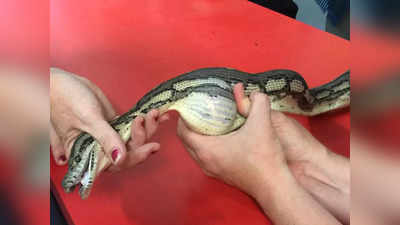 Video: सापाने गिळला टेनिस बॉल; पाहा सर्प मित्रांनी कसा वाचवला या मुक्या प्राण्याचा जीव