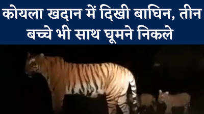 Tiger Video: तीन बच्‍चों के साथ सोनभद्र की कोयला खदान के पास दिखी बाघ‍िन देखें वायरल वीडियो 