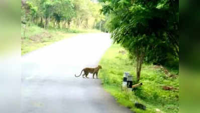 முக்கிய சாலையில் ஒய்யாரமாக வலம் வந்த சிறுத்தை!