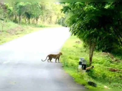 முக்கிய சாலையில் ஒய்யாரமாக வலம் வந்த சிறுத்தை!