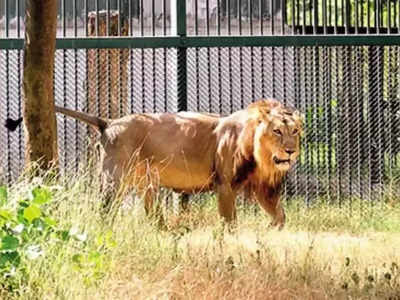 पिंजड़े से बाहर निकले विदेश ले जाए जा रहे दो शेर, चलानी पड़ी गोली, सिंगापुर के एयरपोर्ट पर दहशत