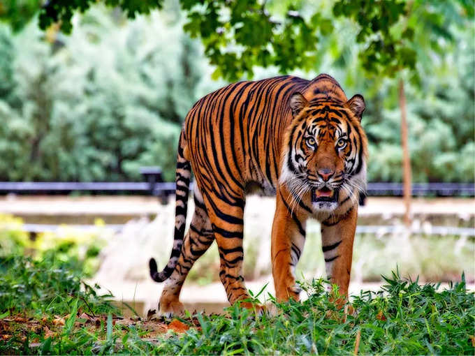 उत्तराखंड के पास जिम कॉर्बेट नेशनल पार्क - Jim Corbett National Park Near Uttarakhand in Hindi