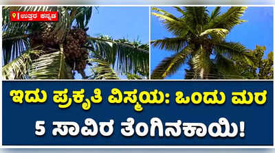 ಒಂದು ಮರದಲ್ಲಿ 5000 ತೆಂಗಿನಕಾಯಿ.. ಇಂಥ ವಿಸ್ಮಯ ಇದೇ ಮೊದಲು..!