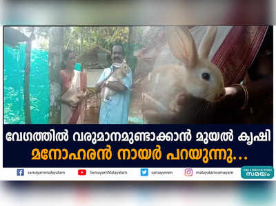 വേഗത്തിൽ വരുമാനമുണ്ടാക്കാൻ മുയൽ കൃഷി;  മനോഹരൻ നായർ പറയുന്നു...