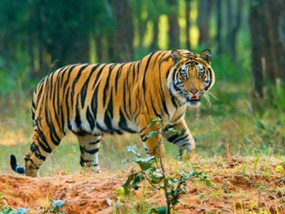Bihar News : पति को बचाने के लिए बाघ से भिड़ गई पत्नी, जानिए फिर क्या हुआ
