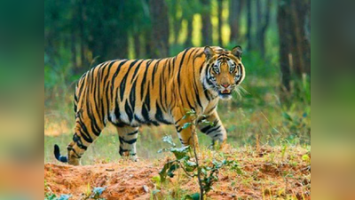 Bihar News : पति को बचाने के लिए बाघ से भिड़ गई पत्नी, जानिए फिर क्या हुआ