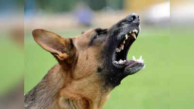 terror of stray dog: भितीदायक! भटक्या कुत्र्याची दहशत; दोन दिवसात ३० ते ३५ जणांना चावा
