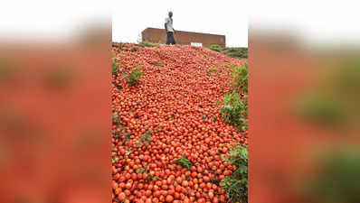 Tomato price: बाजार में आने लगा नया टमाटर, लखनऊ में 40 रुपये किलो से नीचे आई कीमत