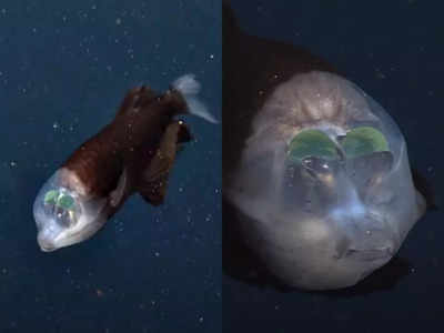 समंदर के अंदर दिखी हरी आंखों वाली मछली, सिर ऐसा है कि देखते ही रह जाओगे!