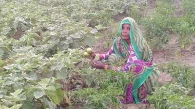 Hamirpur News: हमीरपुर में ऊबड़खाबड़ जमीन में रानी ने लहलहाई अरमानों की फसल, हर ओर हो रही चर्चा