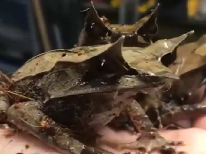 Malayan horned frog video