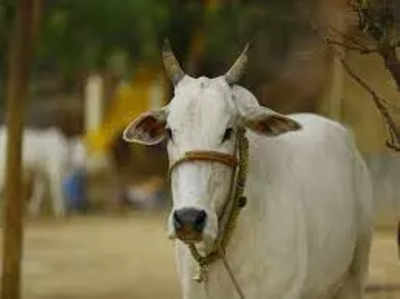 गाय को फिर राष्ट्रीय पशु बनाने की उठी राज्यसभा में मांग, बीजेपी सदस्य ने कहा- गौहत्या पर बने केंद्रीय कानून