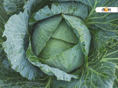 Cabbage Side Effects: এই সমস্যা থাকলে বাঁধাকপি খাওয়া কখনই উচিত নয়! জেনে নিন তালিকায় কারা রয়েছেন...