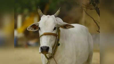 National Animal Cow: गाय पुन्हा चर्चेत; राज्यसभेत झाल्या या दोन मागण्या, आता सरकार...