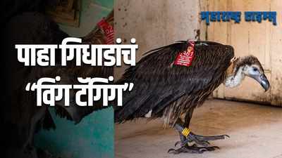 Pune : गिधाडांचे विंग टॅगिंग करण्याचा भारतातील पहिला प्रयोग पुण्यात यशस्वी