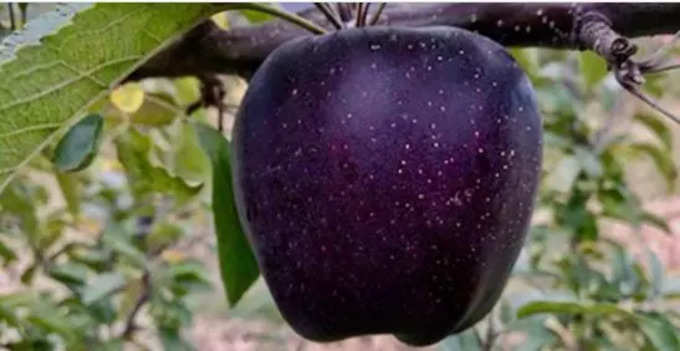 Black Diamond Apple: রূপকথা নয়, বাস্তবের মাটিতেই ফলে এই আপেল! কোথায় ফলে জানেন?