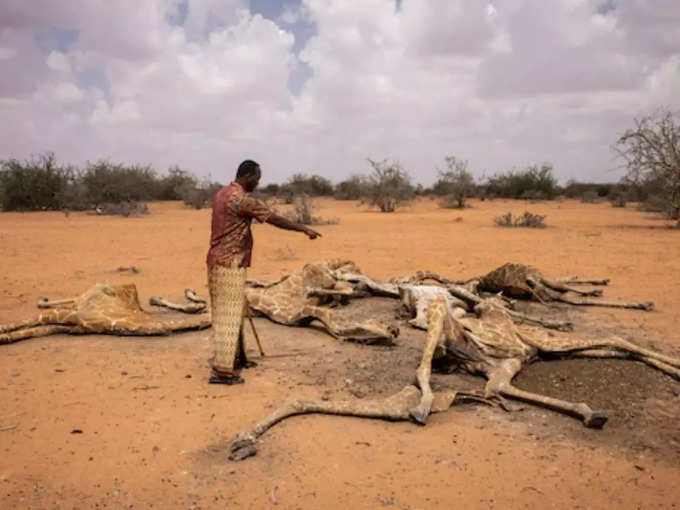 kenyas-drought-on-giraffe 1